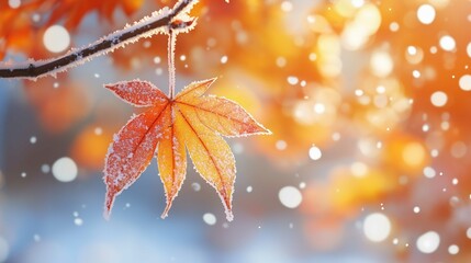 A branch of yellow and leaves, frost adheres to the maple leaf, abrupt drop in temperature, snow, cool colour, warm light
