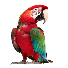 Fototapeta premium Colorful macaw parrot, white isolate background