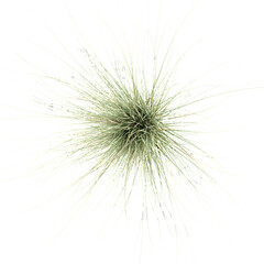 Obraz premium Top view of Needle grasses on transparent Canvas