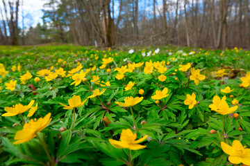 A meadow with yellow flowers in spring