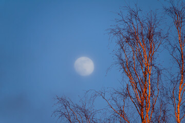 Winter birch at sunset and a big moon in the fog