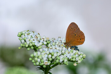 big brown butterfly on white flowers, Ringlet, Aphantopus hyperantus
