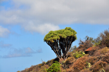 Kanarischer Drachenbaum, (Dracaena draco) Insel Teneriffa, Kanaren, Spanien, Europa