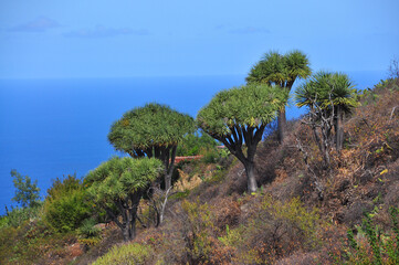 Kanarischer Drachenbaum, (Dracaena draco) Insel Teneriffa, Kanaren, Spanien, Europa