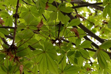 Close-up of a tree canopy, with the leaves creating a sense of depth and texture