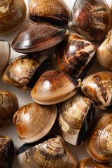 Raw fresh clams seafood in a sieve on white table background.
