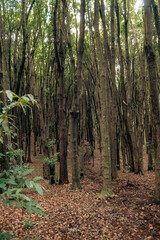 A forest of Japanese camphor trees - Cinnamomum camphora at Magamba Nature Forest Reserves in Usambara Mountains in Tanga Region, Tanzania 
