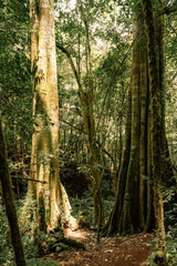 An empty hiking trail amidst trees at Magamba Nature Forest Reserves in Usambara Mountains in Tanga Region, Tanzania 
