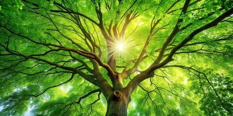Fototapeta premium Green forest scene with tilted angle showing tree with green leaves and sun light