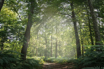 Fototapeta premium sun rays in the forest