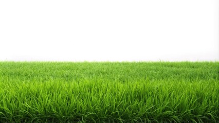 Fototapeta premium Green grass field isolated on white background