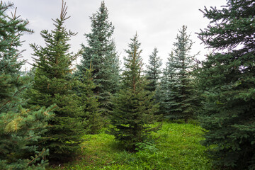 Green fir trees in the garden
