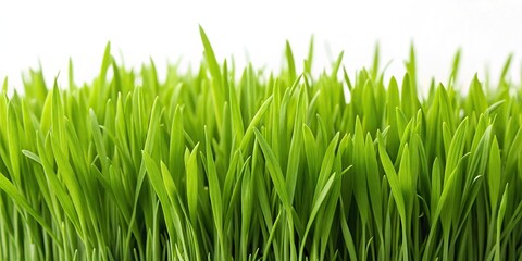 Green grass landscape isolated on white background macro