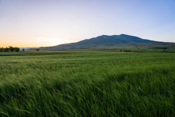 Obraz premium A field of green grass swaying in the wind