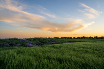 Fototapeta premium A field of green grass swaying in the wind