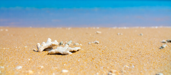 Corals on the sand on the seashore. Seascape background, sandy shore with corals and shells.