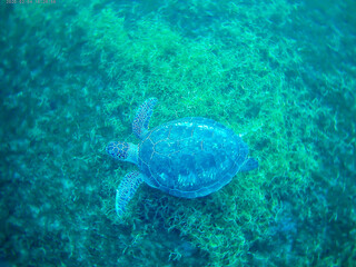 Obraz premium sea turtle swimming in water