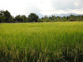 rice field in the summer
