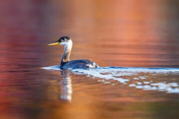Closeup of a beautiful white duck in the middle of colorful water