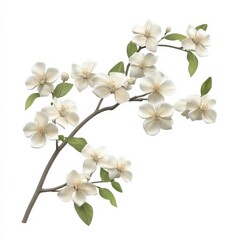 Obraz premium Jasmine bouquet, white isolation