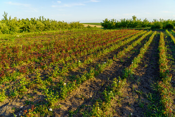 field of flowers with a blue sky in the background