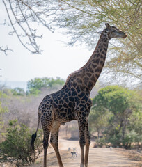 Giraffe im Busch vom Krüger National Park - Kruger Nationalpark Südafrika