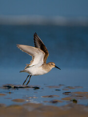 Alpenstrandläufer auf Amrum