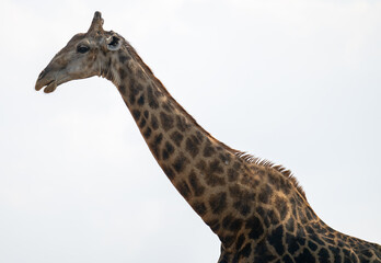 Naklejka premium Giraffe im Busch vom Krüger National Park - Kruger Nationalpark Südafrika