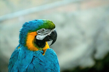 Naklejka premium Blue and Gold Macaw on the branch i