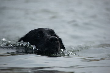 Hund im Wasser