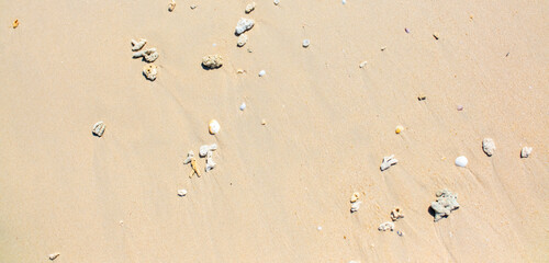 Corals on the sand on the seashore. Seascape background, sandy shore with corals and shells.