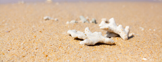 Corals on the sand on the seashore. Seascape background, sandy shore with corals and shells.