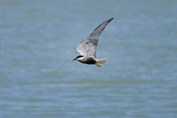 Fumarel cariblanco Chlidonias hybridus volando sobre la laguna, Espa&ntilde;a