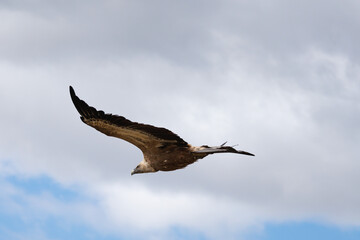 Buitre euroasiatico volando con fondo de nubes, España