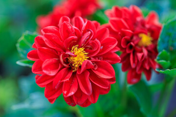 A close up of two red flowers with yellow centers