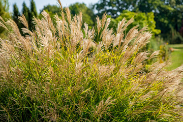 miscanthus sinensis in the garden