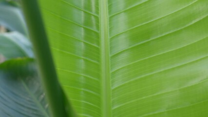 A detailed view of a lush, green banana leaf showcasing its vibrant color and intricate texture, embodying freshness and tropical nature.