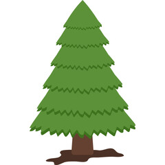 Pine Tree Illustration
