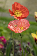 Fototapeta premium Pavots d'Islande 