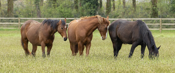 Chevaux au pâturage © hcast