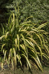 Phormium