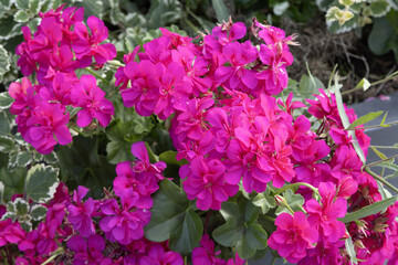 Géranium lierre double rose