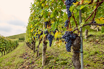 Panoramic landscape of vineyards in the rolling hills of the Langhe in Piedmont, City of Monforte d'Alba, City of Barolo, City of La Morra, Italy