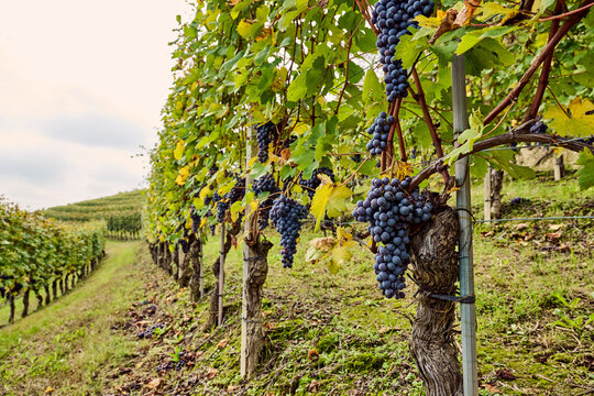 Panoramic landscape of vineyards in the rolling hills of the Langhe in Piedmont, City of Monforte d'Alba, City of Barolo, City of La Morra, Italy