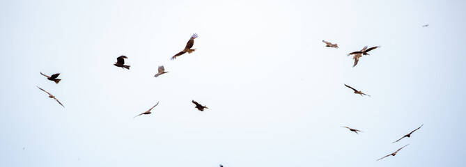 Eagle in flight on a white background. Golden eagle in free flight.