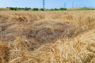 Fallen wheat plants. Damage to wheat. Wheat fell due to strong wind and rain. Due to broken straw,...