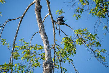 Fototapeta premium Silvered langur monkey (Silvery Lutung, Trachypithecus Cristatus, Silvered Leaf Monkey) in tree, on the Kinabatangan River, Sandakan, Sabah, Malaysia (Borneo)
