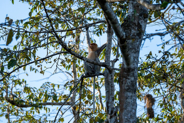 Female Proboscis Monkey (Nasalis Larvatus, Long-Nosed Monkey, Orang Belanda) is an arboreal primate native to the Island of Borneo. This specimen seen on Kinabatangan River, Sandakan, Sabah, Malaysia