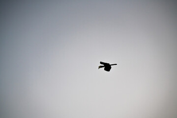 Rhinoceros Hornbill Bird (Buceros rhinoceros, Rhino Hornbill) silhouetted against the sky.