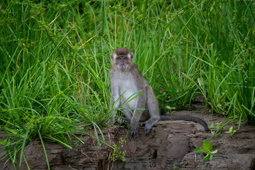 Male Long Tailed Macaque (Macaca Fascicularis, Crab Eating Macaque, Cynomolgus Macaque, Kera) on...